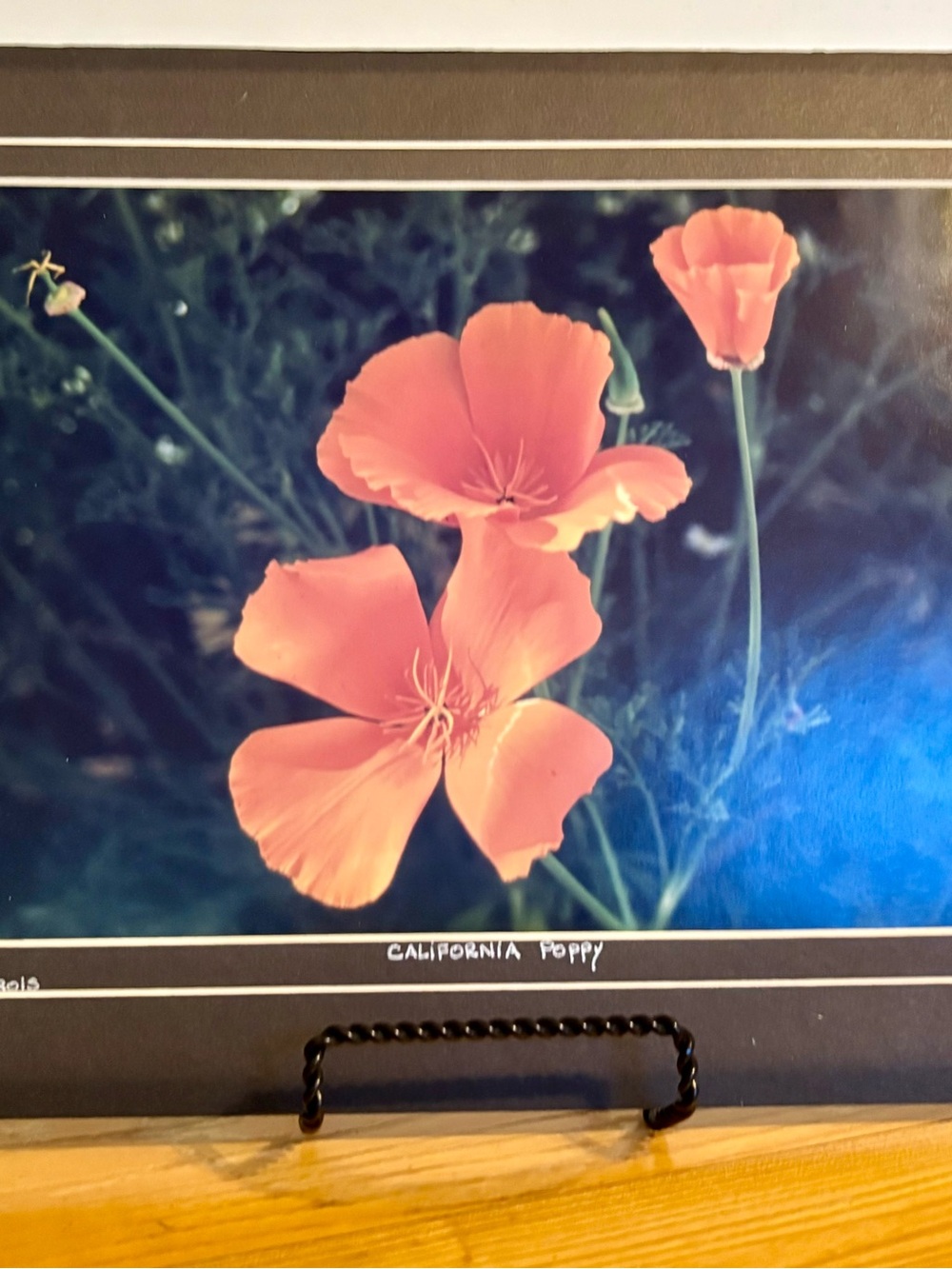 California Poppy Floral Photo Print Michael Sirois 5/500